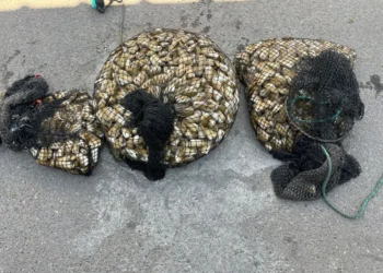 Decomisan casi 80 kilos de machas y detienen a tres personas en La Serena