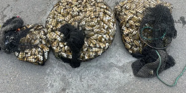 Decomisan casi 80 kilos de machas y detienen a tres personas en La Serena