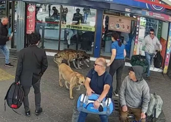 Denuncian inseguridad por presencia de perros abandonados en el Terminal de La Serena