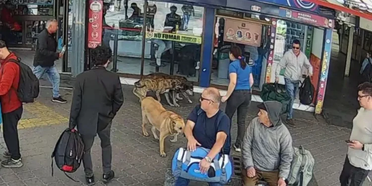 Denuncian inseguridad por presencia de perros abandonados en el Terminal de La Serena