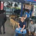 Denuncian inseguridad por presencia de perros abandonados en el Terminal de La Serena