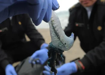 Detectan ocho ejemplares de fragata portuguesa en el borde costero de Coquimbo