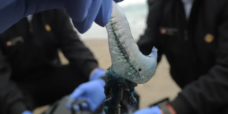 Detectan ocho ejemplares de fragata portuguesa en el borde costero de Coquimbo