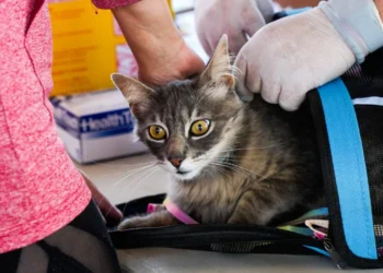 Municipio de Ovalle refuerza la tenencia responsable con masivo operativo veterinario en la población Limarí