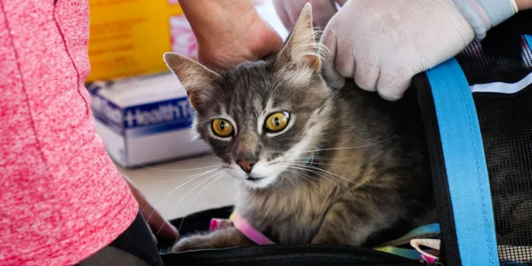 Municipio de Ovalle refuerza la tenencia responsable con masivo operativo veterinario en la población Limarí