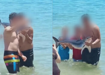 Polémica por bañistas que se fotografiaron y pasearon con tiburón en El Quisco