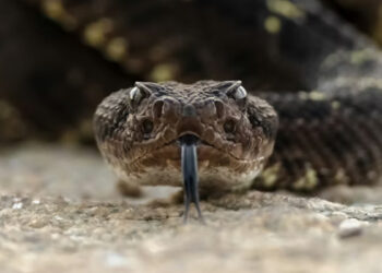 Alerta en San Antonio: SAG despliega operativo tras avistamiento de serpiente cascabel