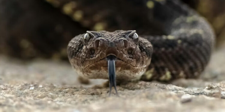 Alerta en San Antonio: SAG despliega operativo tras avistamiento de serpiente cascabel