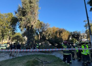Árbol cayó y mató a joven que estaba sentado en el céntrico Parque Italia de Valparaíso