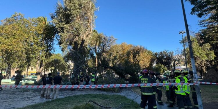 Árbol cayó y mató a joven que estaba sentado en el céntrico Parque Italia de Valparaíso