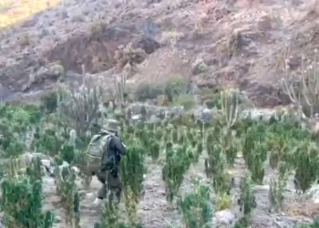 Carabineros interviene más de 8000 plantas de marihuana en Andacollo
