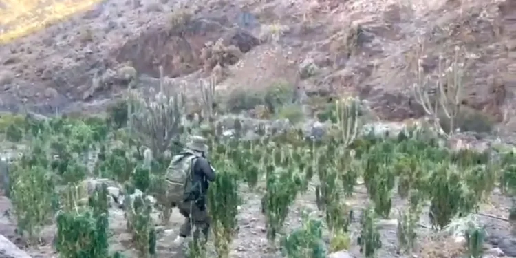 Carabineros interviene más de 8000 plantas de marihuana en Andacollo
