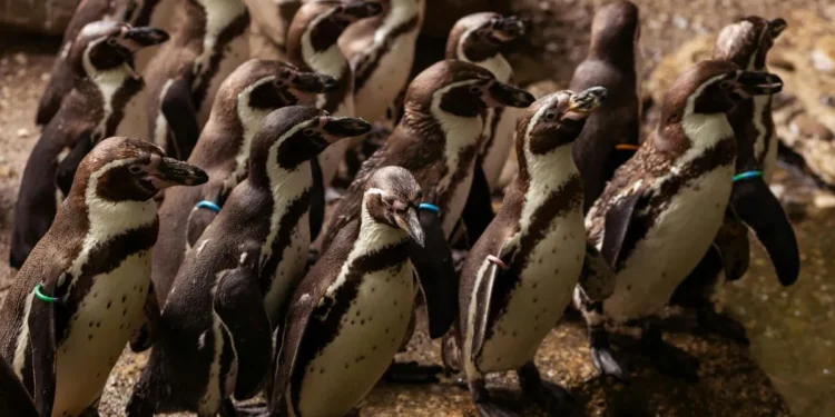 El pingüino de Humboldt ya es Monumento Natural: El rol clave de Chile en su conservación