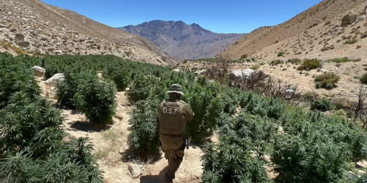 En Monte Patria: Decomisan más de 23 mil plantas y 46 kilos de marihuana