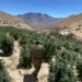 En Monte Patria: Decomisan más de 23 mil plantas y 46 kilos de marihuana