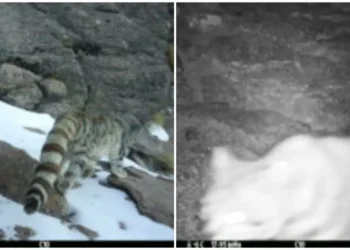 Histórico registro del gato andino en Parque Nacional Volcán Isluga, tras seis años sin avistamientos