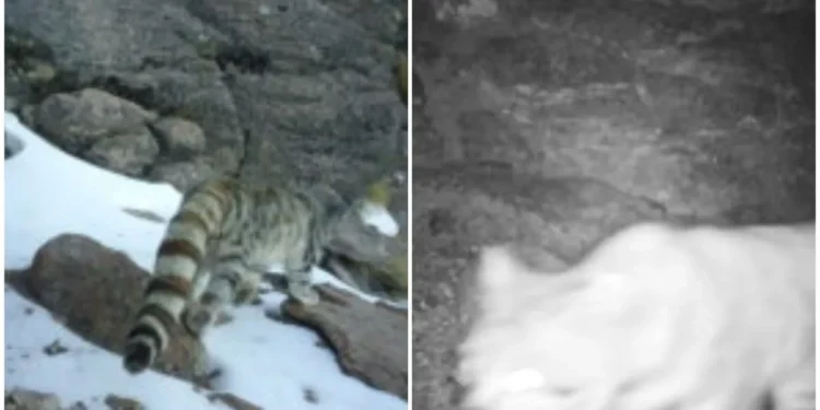 Histórico registro del gato andino en Parque Nacional Volcán Isluga, tras seis años sin avistamientos