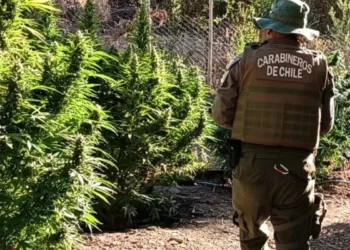 Nuevo decomiso de drogas en Limarí: Intervienen más de 1600 plantas en Punitaqui