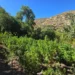 PDI incinera más de 2 mil millones de dosis de cannabis al incautar plantación en valle de Salamanca
