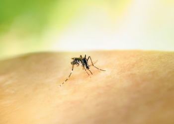 Paso Los Libertadores cierra por hallazgo de mosquito sospechoso de ser transmisor del dengue