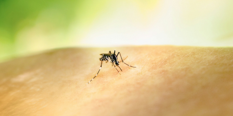 Paso Los Libertadores cierra por hallazgo de mosquito sospechoso de ser transmisor del dengue