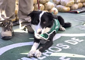 Perro antidrogas “Spot” protagoniza su segundo decomiso multimillonario