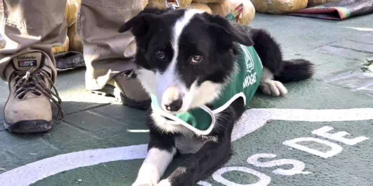 Perro antidrogas “Spot” protagoniza su segundo decomiso multimillonario