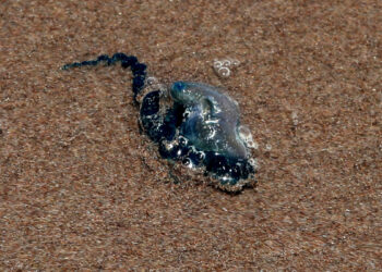 Región de Valparaíso suma 37 afectados por fragata portuguesa