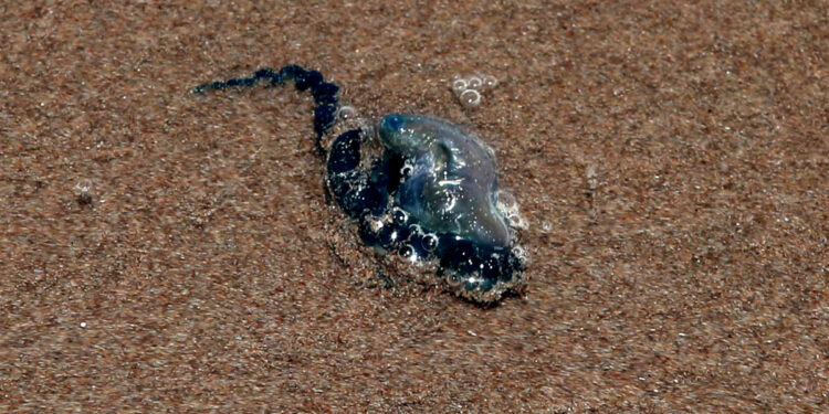 Región de Valparaíso suma 37 afectados por fragata portuguesa