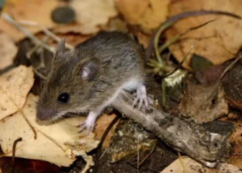 Revisa cuáles son los síntomas del Hantavirus y cómo progresa la enfermedad