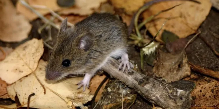 Revisa cuáles son los síntomas del Hantavirus y cómo progresa la enfermedad
