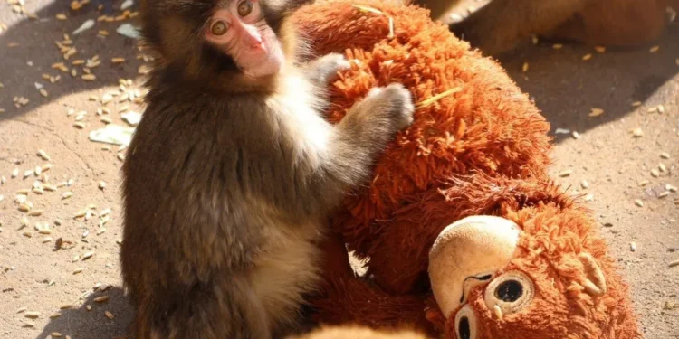 ¿Por qué Punch no suelta su peluche? Fenómeno global enternece al mundo