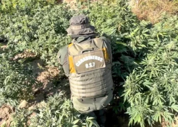Carabineros incautó más de 1.200 plantas de marihuana y casi 14 kilos de droga en Punitaqui