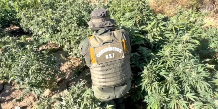 Carabineros incautó más de 1.200 plantas de marihuana y casi 14 kilos de droga en Punitaqui