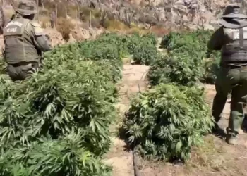 Punitaqui: OS7 incauta más de 1.700 plantas de marihuana en quebrada San Pedro