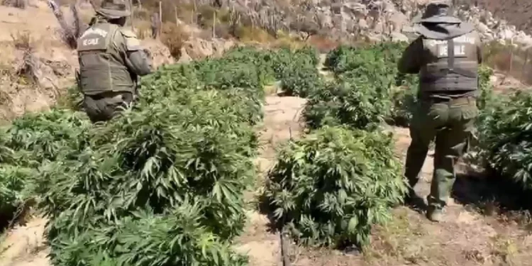 Punitaqui: OS7 incauta más de 1.700 plantas de marihuana en quebrada San Pedro