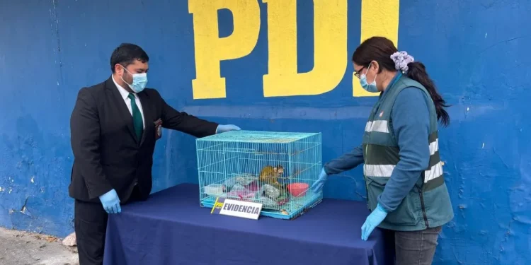 Traficantes mantenían en cautiverio a mono exótico en Coquimbo